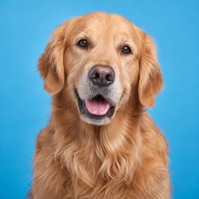 Golden retriever