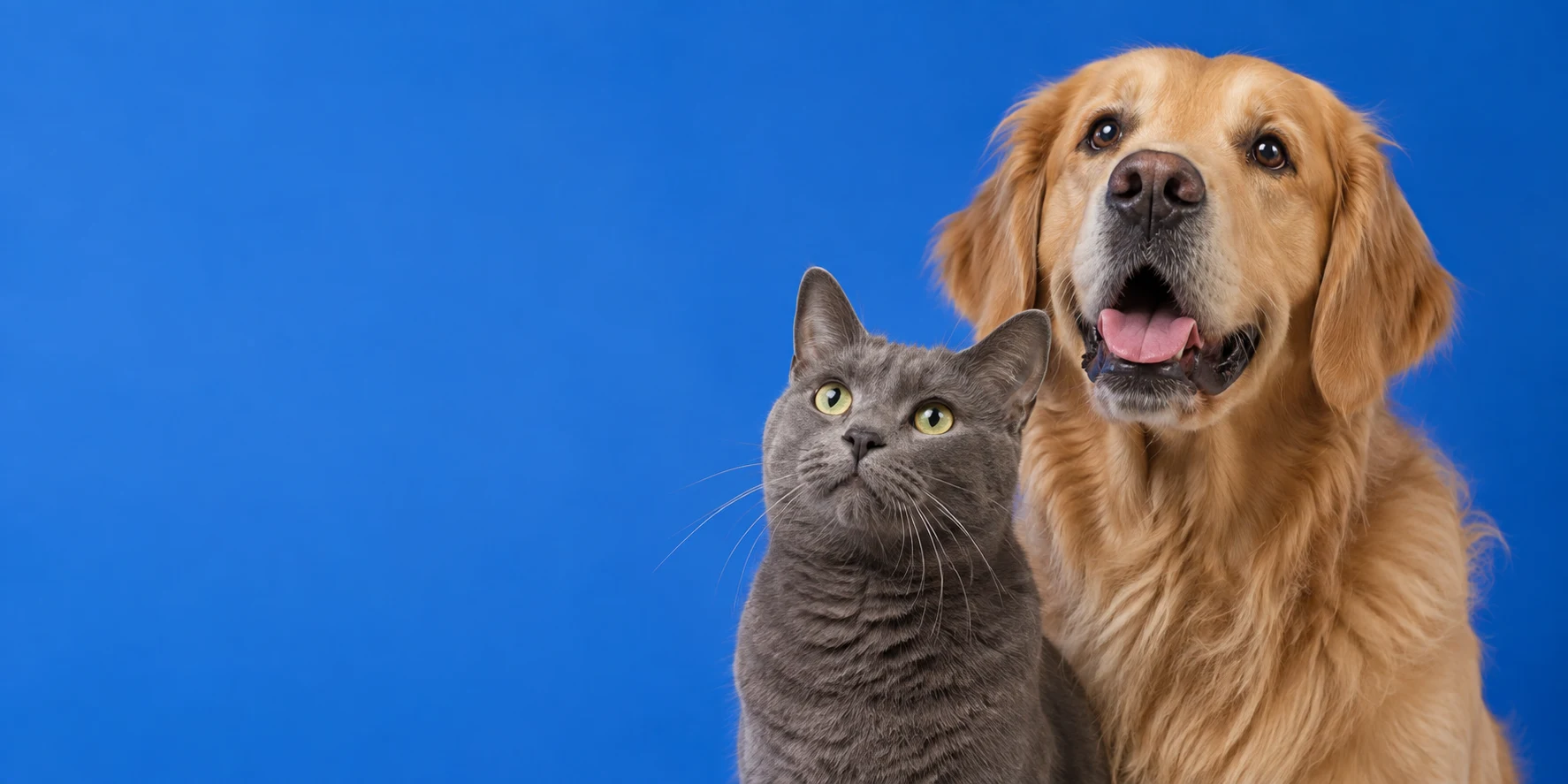A golden retriever and a grey cat against a blue background