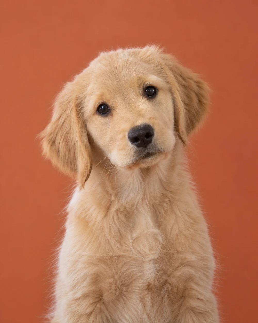 A golden retriever puppy with a curious head tilt