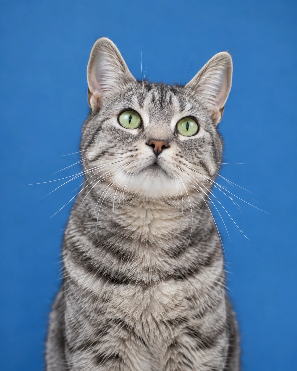 An alert silver tabby cat against a blue background