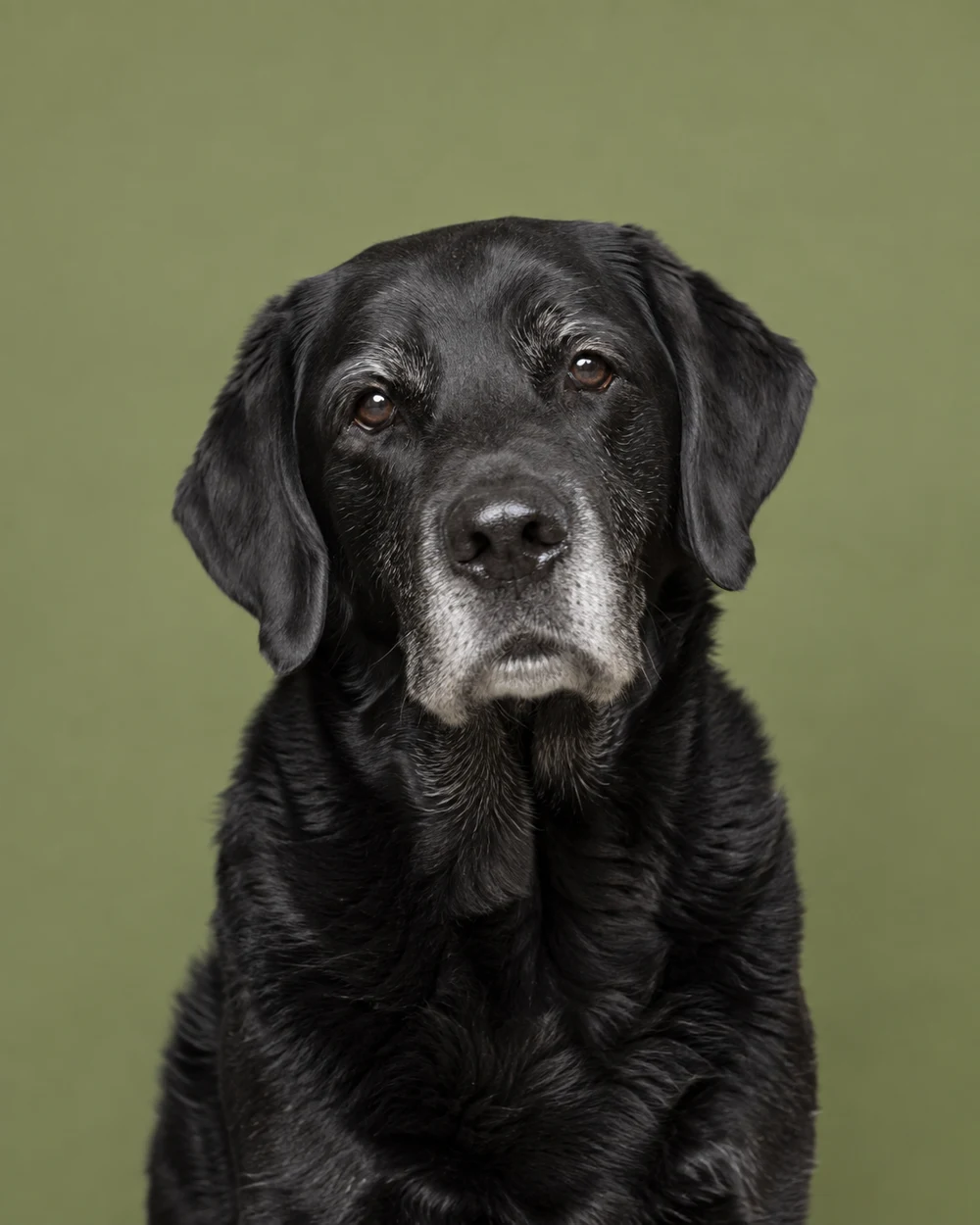 An older black Labrador with a silver muzzle and gentle eyes